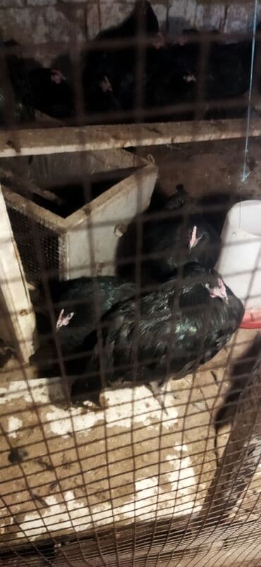 Heyvanlar üçün mallar: Toyuq, Damazlıq — 7