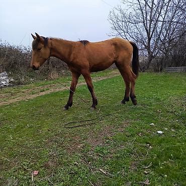 Atlar: Salam. diwidi 1 yawi may ayinda tamam olacaq.boyu hundurdu isteyen — 1