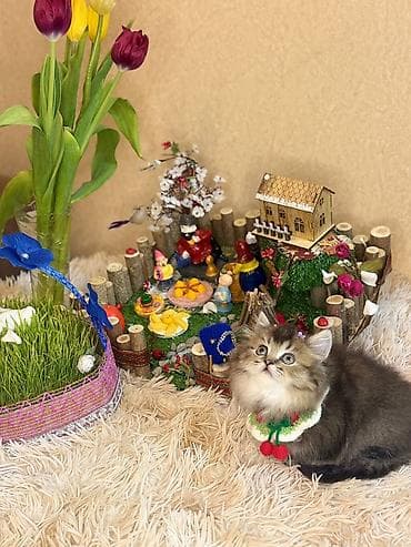 pisik sahiplendirme: Yaxşı əllərə — 5