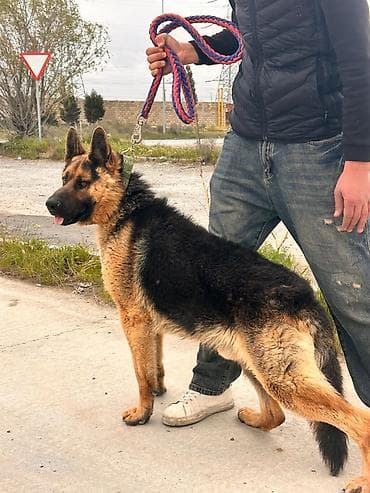 afcarka itleri: Alman çoban iti, 1 il, Erkek, Peyvəndli, Ünvandan götürmə — 6