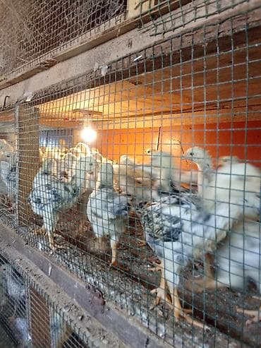 23 günlükdür. Dənəsi 2.50 Sereblistdir. Həm ətlik,həm yumurtalıqdır — 2