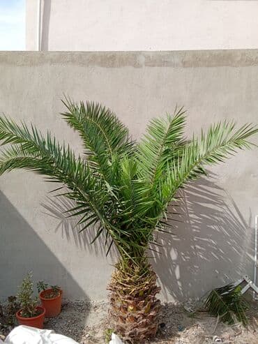 dibcək gulləri ev gulleri ve adlari: Xurma palmı – dekorativ bağ ağacı - Növ: Xurma palmı (Phoenix) - — 3