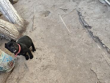 Птицы: 1 месяц, С прививками, Самовывоз, Бесплатная доставка, Платная доставка — 8