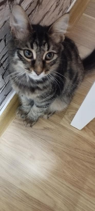 Tabbi, Yaxşı əllərə