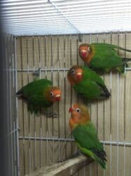 Boşqablar: Tutuquşu popuqay fişer . İki - dörd aylıq . Sarı iki aylıq nerazlucnik — 2