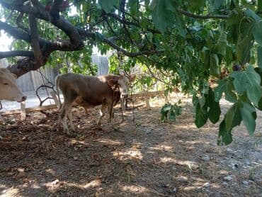 sudluk inekler satışı: Super yeyimgil danalardı — 5