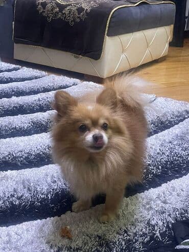померанский шпиц цена: Шпиц, 2 года, Самец, С прививками, Самовывоз — 2