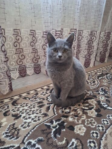 кот в добрые руки: Самка, В добрые руки, Самовывоз — 6