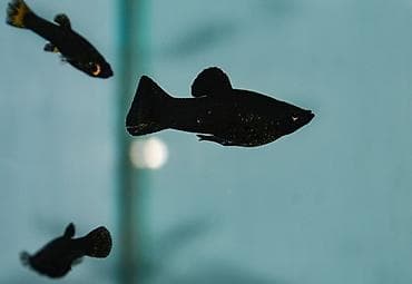 qara xoruz: Molinezi, Sülhsevər — 1