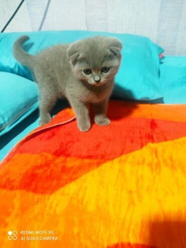 Şotland, Erkək, Dişi, Yaxşı əllərə, Ünvandan götürmə