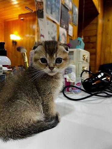 pişik eşyaları: Şotland yastı qulaq — 2