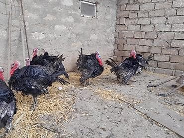 Balıqlar: Erkək, Amerika, Damazlıq — 4