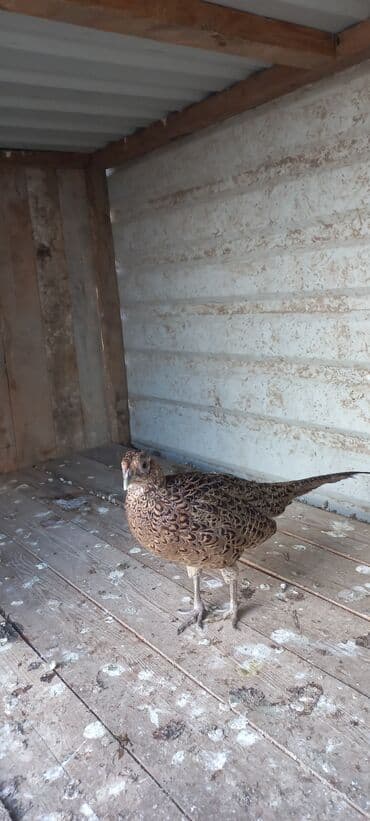 bakida cins ineklerin satisi: Məhsul: Qırqovul (dişi) Təsvir: - Növ: Qırqovul, qəhvəyi ləkəli — 5