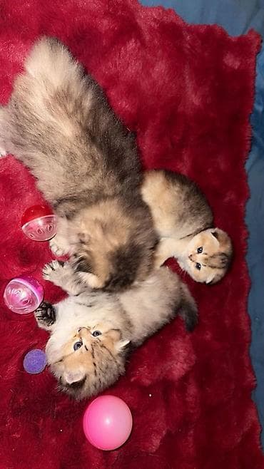 tuklu pisikler: Britan, Erkək, Dişi, Yaxşı əllərə, Ünvandan götürmə, Ödənişli çatdırılma — 7