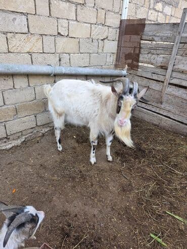 Ножи: Satılır: erkək keçi - Cins: saanen - Yaş: 2 Şəkillərdə heyvanın real — 6