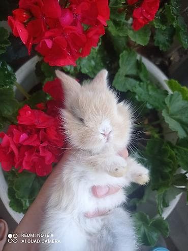 Cins: dekorativ miniatür dovşan (xırda ölçülü ev dovşanı) Rəng