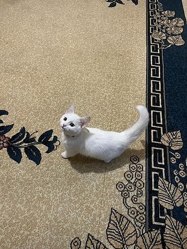 pişik geyimleri: Mançkin — 1