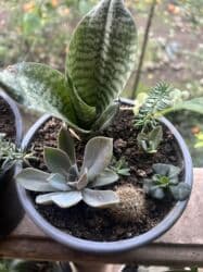 ev gülü: Her biri ucuz kimete Gencededi catirma var size yaxin yere ancag — 30