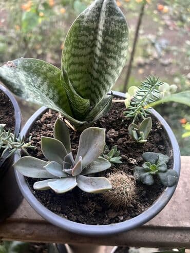 bitki toxumlarinin satisi: Her nov guler var endirimnen verecem Gencedi istiyen yazsin satiş — 39