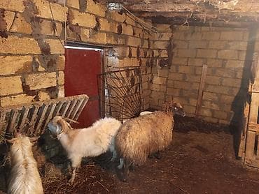 keci satan: Üç çəpiş bir qoyun bir quzudu təcili satılır vatspa AKTİVDİ — 2