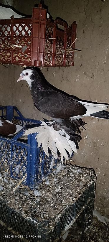 Temiz ağ baş Maya