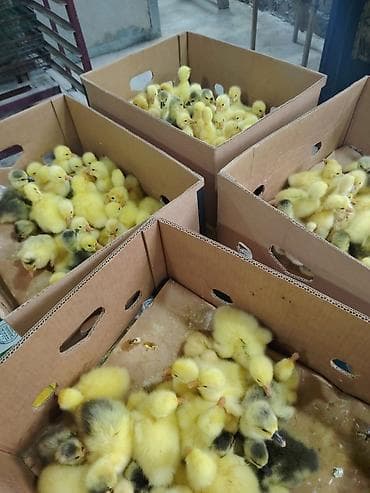 Gəmiricilər: Məhsul: qaz cücələri ( sarı tüklü balaca qaz balaları) Təsvir: - — 2