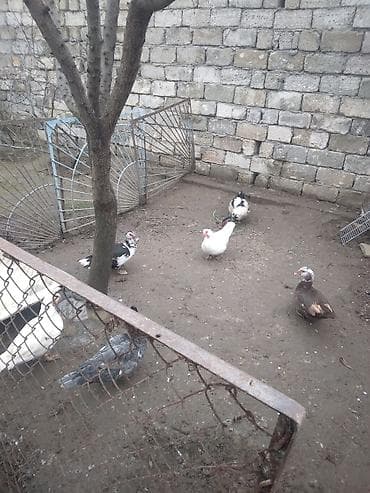ruan ördək: Məhsul: Misk ördəkləri (hind ördəyı) 5 disi 1 erkey cavandilar — 3