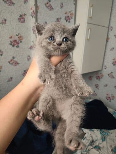 şotlan pişik: Şotland yastı qulaq, Erkək, Dişi, Yaxşı əllərə, Ünvandan götürmə, Pulsuz çatdırılma, Ödənişli çatdırılma — 199