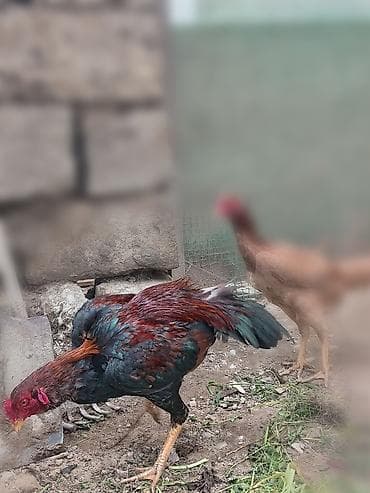 heyratı samo: Salam aleykum Allah hamının malına bərəkət versin gördüyünüz bu beçə 9 — 4