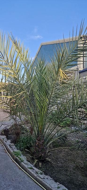 Xurmanın dekorativ palmisi – həyət və bağ üçün 12 ildi xurma tumunnan