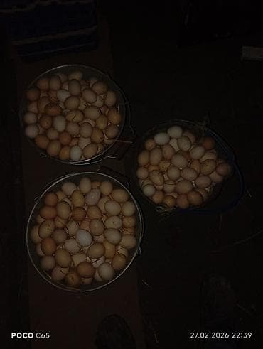 alisa home tekstil: Məhsul: Təmiz kənd təsərrüfatı yumurtaları və yeni çıxmış cücələr — 8