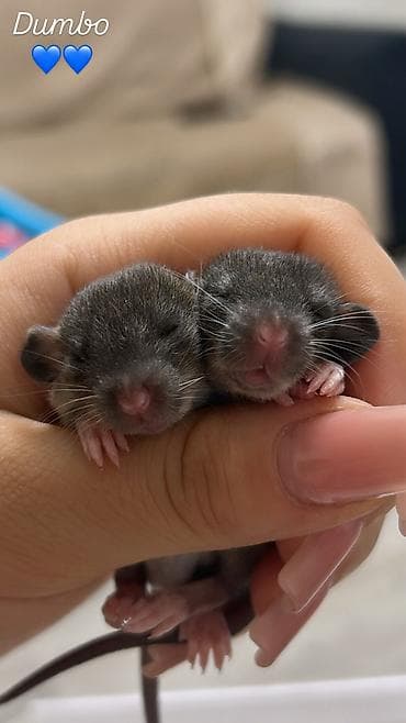 hamster kac lira: Декоративные крыски дамбо и стандарт. Есть мальчики и девочки, цена — 4
