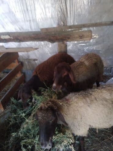 Qoyunlar – - Növ: yerli xəzər/qarışıq ətlik-südlük tip (rəngləri