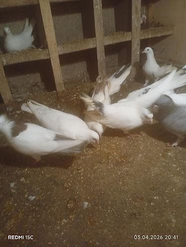 goyerçin: 13 dənə quşdu Sağlamlığına başım kimi cavabdehəm təcili satılır diyə — 4