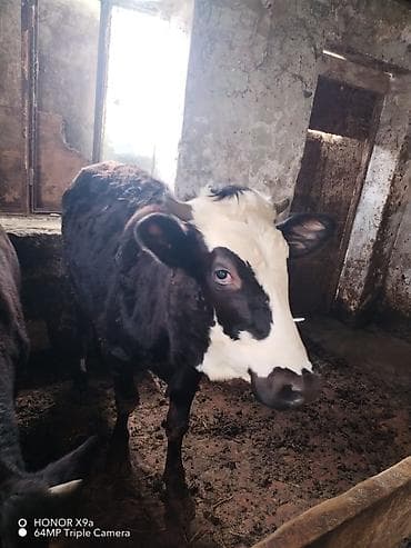 Pişiklər: Disi dana 140 150 kilo eti olar diri ceki ile 7manatdan satilir unvan — 2