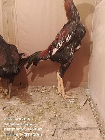 toyuqlar xoruzlar: Məhsul: Qıf (uzunboyun) tipli döyüşkən xoruz 6 aylıqdır — 1