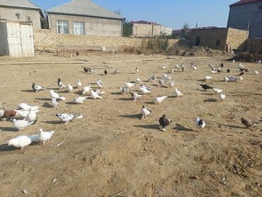 pavlin goyərcin: Məhsul: Göyərçin sürüsü Təsvir: - Şəkillərdə müxtəlif rəng və — 3