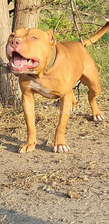alabaý itleri: Pitbul, 2 il, Erkək, Peyvəndli — 1