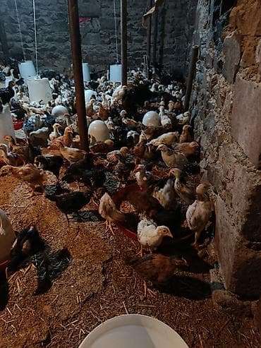 Toyuq cücələri, Ətlik, Pulsuz çatdırılma