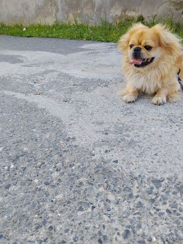 чихуахуа в добрые руки: Пекинес, 10 месяцев, Самец, Самовывоз — 3