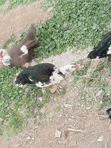 tap az ev itleri: Salam 1 erkey 1 dişidi 5 ayligdilar hele istiyən buyursun — 4