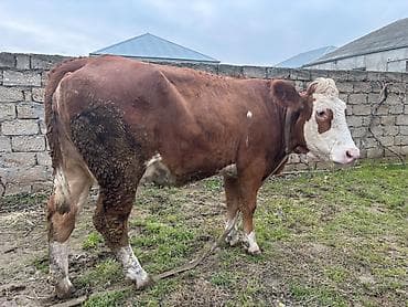 Birinci qarin simental inek satılır. Hazrda 16 litr süs verir. İki