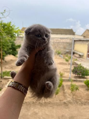 bengal pişik: Şotland yastı qulaq, Dişi — 3
