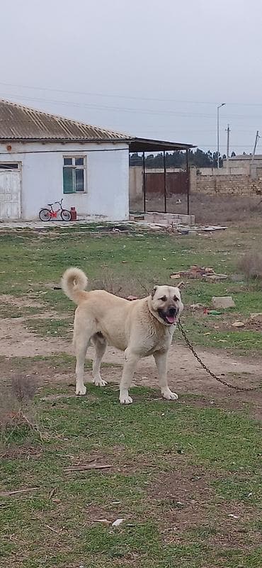 satiliq itler: Kanqal, 2 il, Erkek — 9