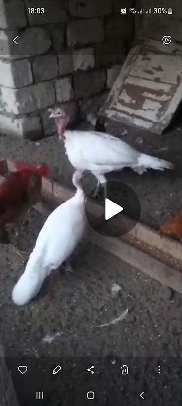 qus sesi: Ag induşka yumurtasi biri 2 manat 10 dene var unvan Suraxani — 1