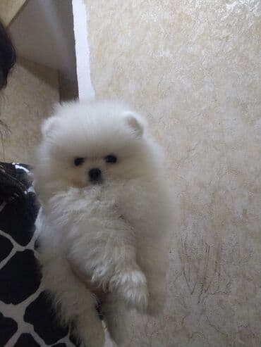 heyvan bazarı: Şpitz, Peyvəndli — 3