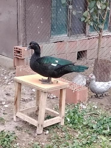bala ordek: Muscovy (lal ördək) sortları Təmiz orijinal damazlıqlardan alınma — 4