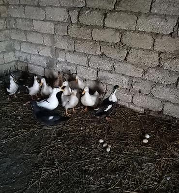 Satılır: ev şəraitində bəslənmiş ördəklər və ördək yumurtaları - Növ