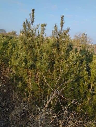 Bıçaqlar: Şam ağacı fidanları - Növ: Şam (iynəyarpaq, həmişəyaşıl) - Təyinat — 14