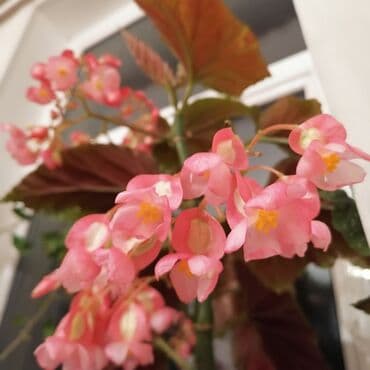 otaq bitkilərinin adları: Ana ureyi beqoniya — 1